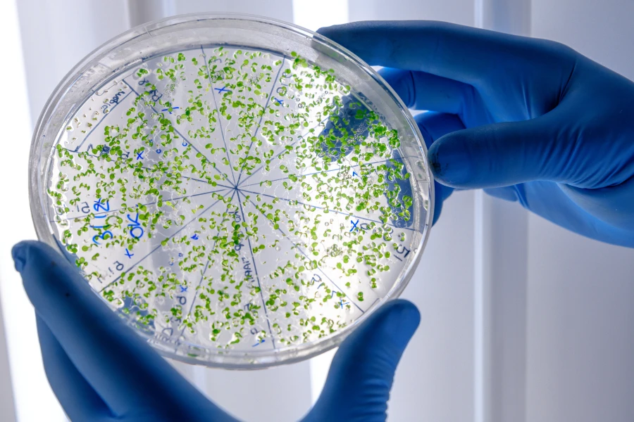trabalhador de laboratorio analisando microbios